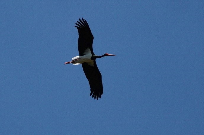 Sort Stork
